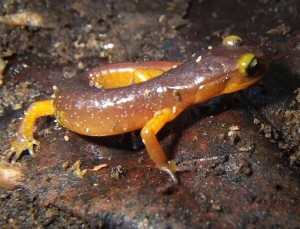 yellow bellied salamander pic